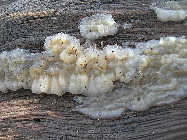 le  Specie  invernali  del  Leimental